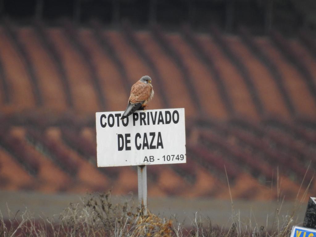 Finca El Romeral Alpera Eksteriør bilde